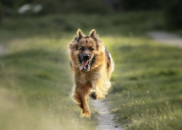 Selective focus shot of an adorable german shepherd