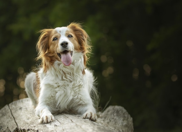 Selective focus shot of an adorable Kooikerhondje dog