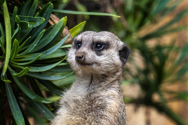 Selective focus shot of an adorable meerkat