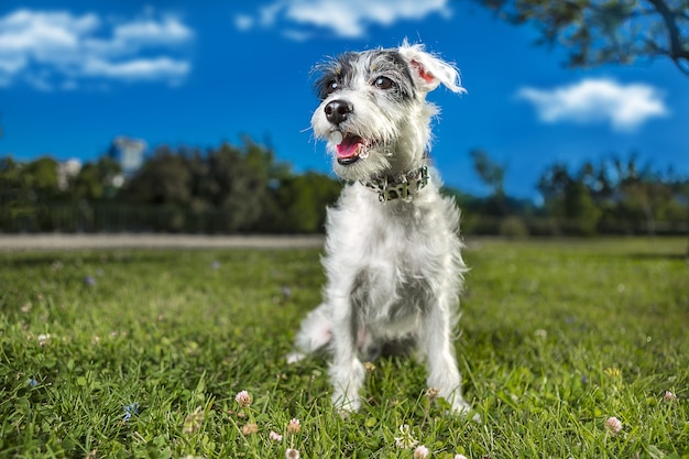 Selective focus shot of adorable Miniature Schnauzer on nature