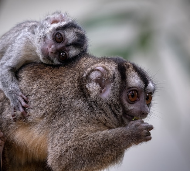 아기 올빼미 원숭이와 사랑스러운 어머니 올빼미 원숭이의 선택적 초점 샷