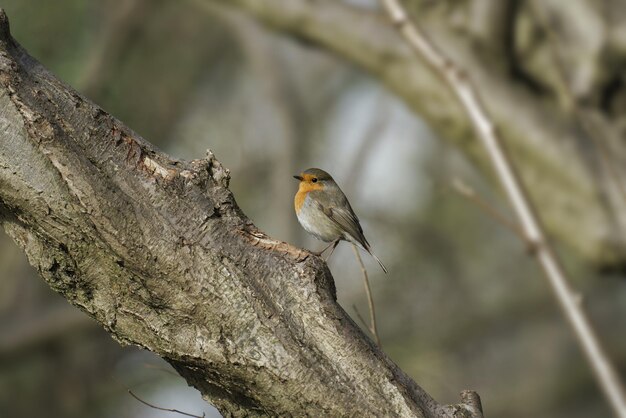 Selective focus shot of an adorable robin bird on the thick tree branch