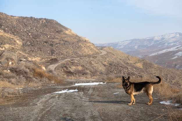 Selective focus shot of an adorable shepherd dog in nature