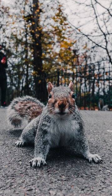 Selective focus shot of an adorable squirrel in the woods