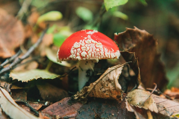 Thornecombe Woods, Dorchester, Dorset, UK에서 Amanita Muscaria 버섯의 선택적 초점 샷