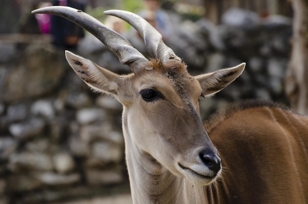 動物園でのカモシカの選択的なフォーカスショット