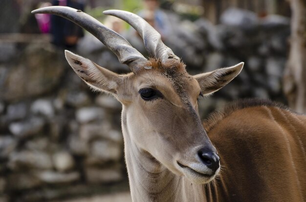 Selective focus shot of an antelope at the zoo