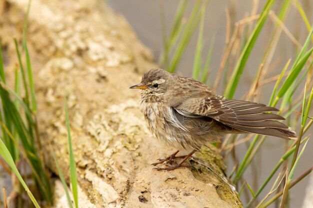 Selective focus shot of Anthus spinoletta or water pipit perched on a pie