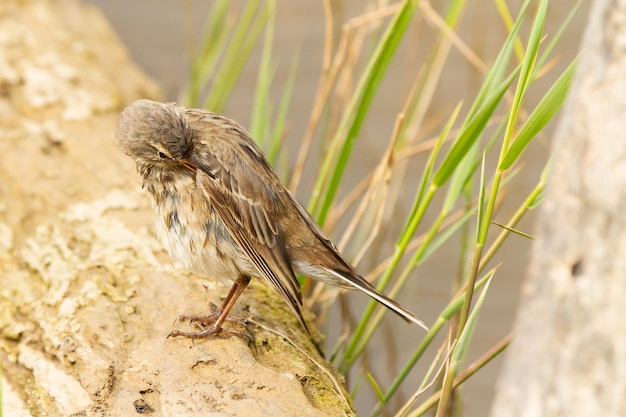 Selective focus shot of Anthus spinoletta or water pipit perched on a piece of wood