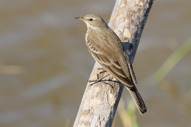 Selective focus shot of Anthus spinoletta or water pipit perched on a wooden branch