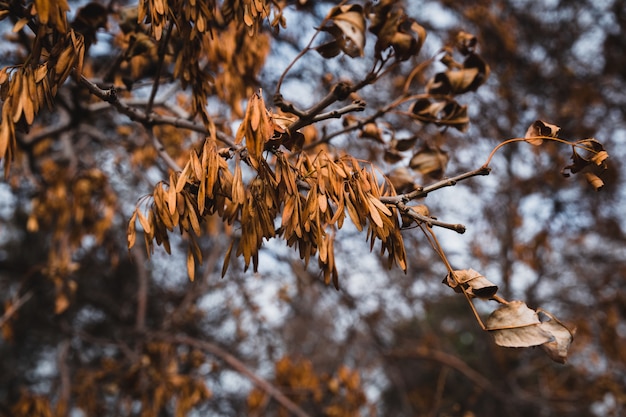 Free photo selective focus shot of ash tree