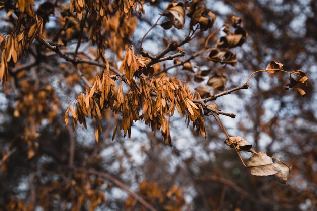 Selective focus shot of ash tree