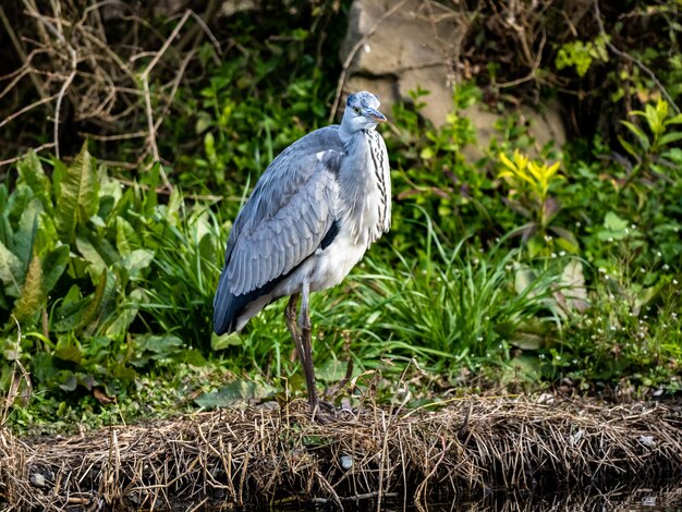 Selective focus shot of an Asian Grey heron on a lakeshore in Izumi forest in Yamato, Japan