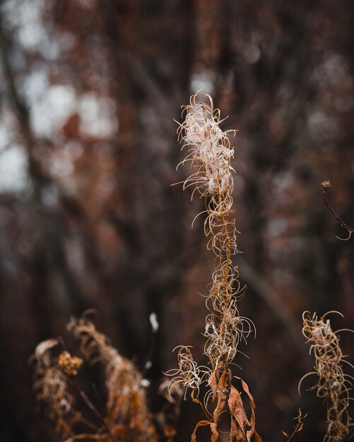 Selective focus shot of autumn grass