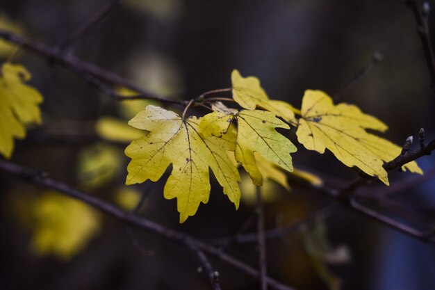 Selective focus shot of autumn leaves