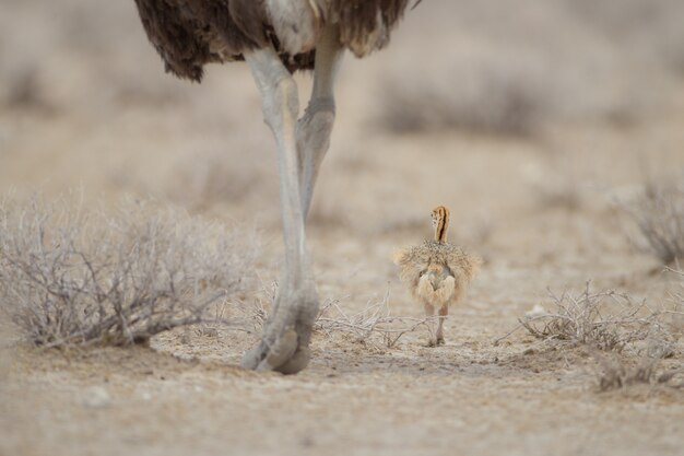 Selective focus shot of a baby ostrich walking near its mother