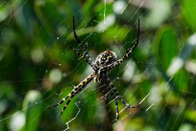 Selective focus shot of banded Argiope spider on web