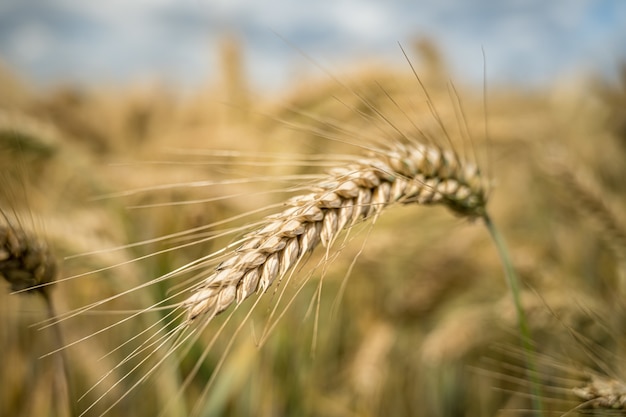 Selective focus shot of a barley grain branch in the field