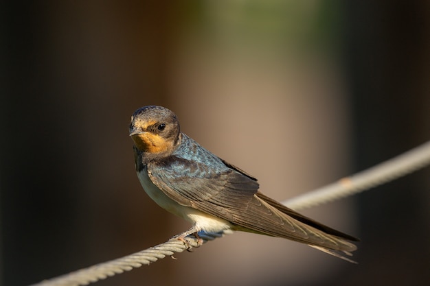 Free photo selective focus shot of a barn swallow on a rope