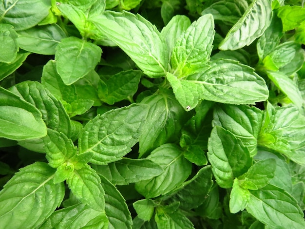 Selective focus shot of basil leaves