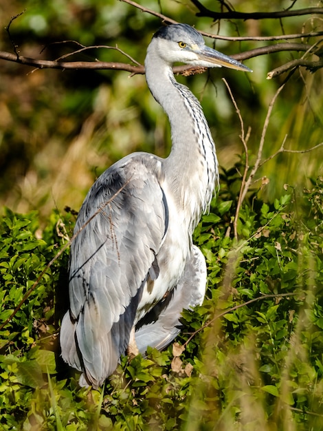 Selective focus shot of a beautiful Asian Grey Heron resting on the grasses
