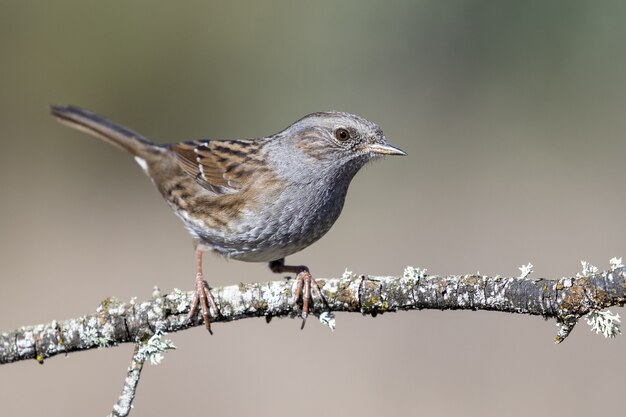 Selective focus shot of a beautiful bird on the branch of a tree