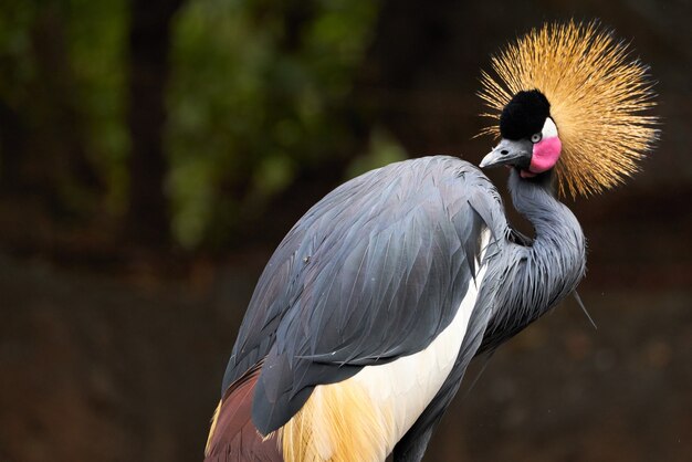 Selective focus shot of a beautiful black crowned crane in a zoo in Valencia, Spain