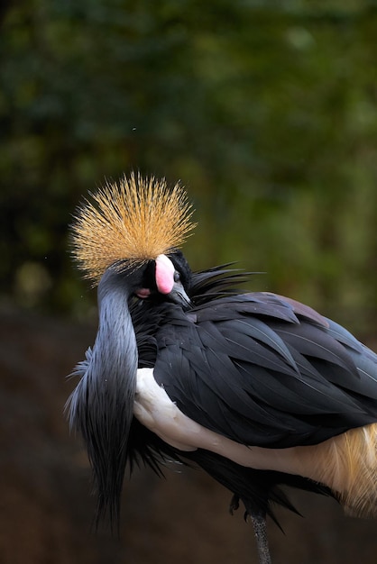Selective focus shot of a beautiful black crowned crane in a zoo