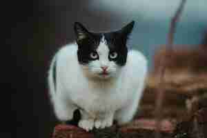 Free photo selective focus shot of a beautiful black and white cat on a stone surface