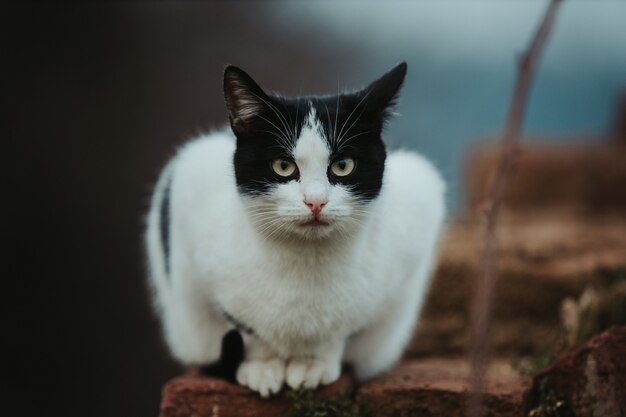 돌 표면에 있는 아름다운 흑백 고양이의 선택적 초점