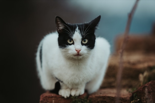 Selective focus shot of a beautiful black and white cat on a stone surface