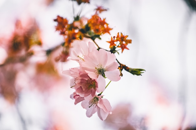 Selective focus shot of a beautiful branch with cherry blossom flowers