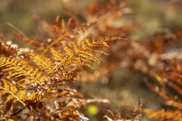 Selective focus shot of beautiful branches of autumn tree