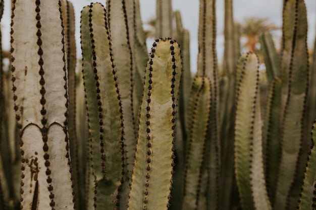 Selective focus shot of beautiful cactuses