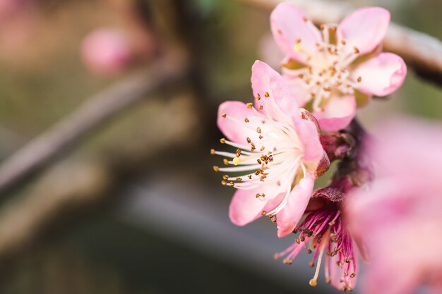 밝은 날에 캡처 한 정원에서 아름다운 벚꽃의 선택적 초점 샷