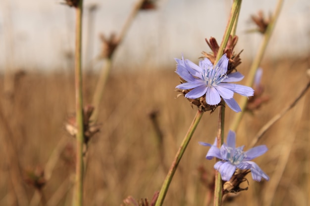 Selective focus shot of beautiful chicory flower