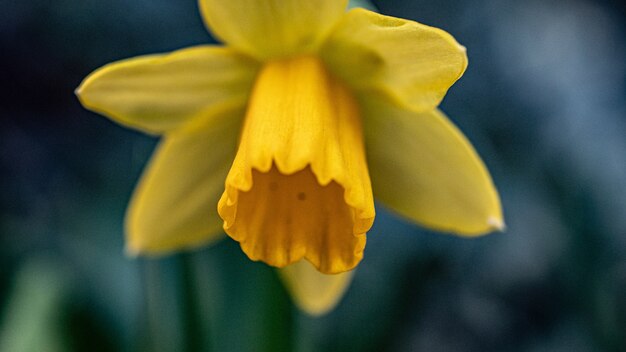Selective focus shot of a beautiful daffodil