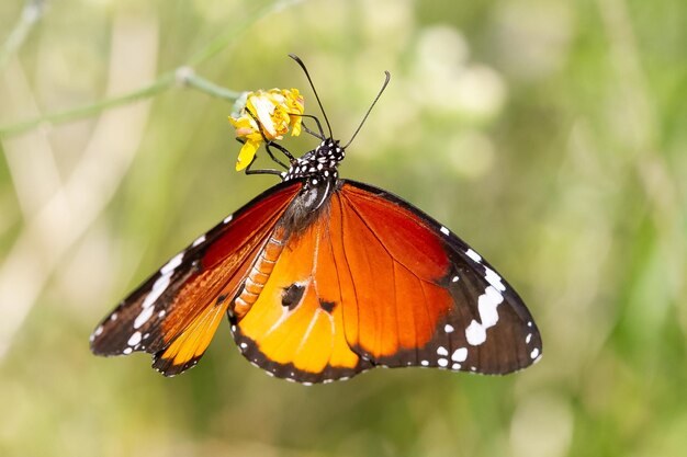 Selective focus shot of a beautiful Danaus chrysippus butterfly