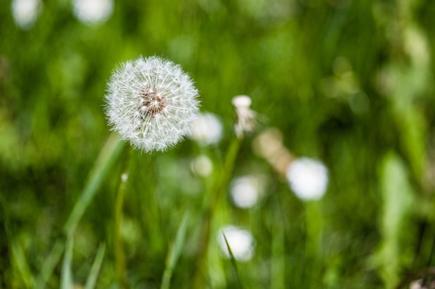 Selective focus shot of a beautiful dandelion among the green plants in a garden