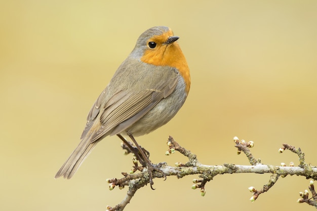 Foto gratuita colpo di messa a fuoco selettiva di un bellissimo pettirosso europeo nella foresta