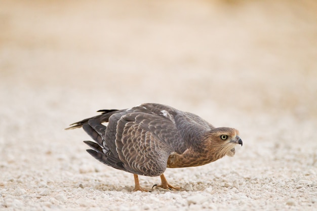 Selective focus shot of a beautiful falcon in the middle of the desert