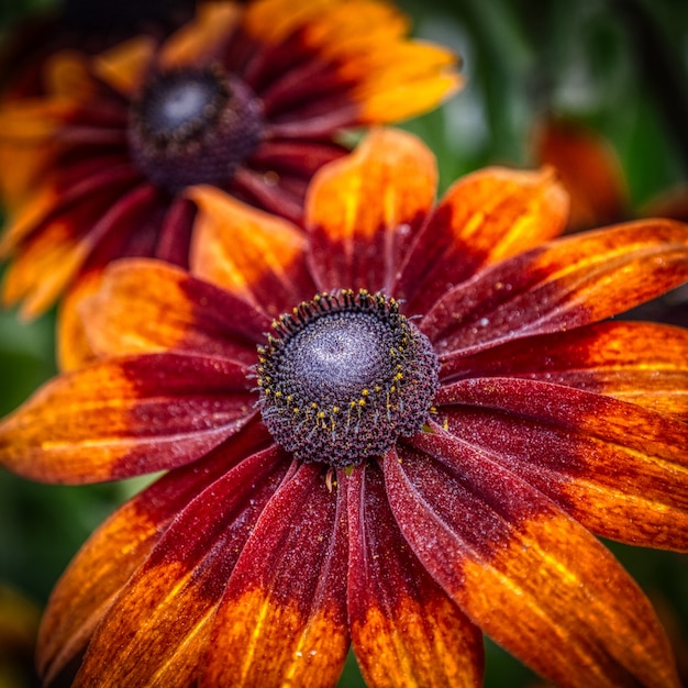 Selective focus shot of a beautiful Gerbera flower with red and orange petals