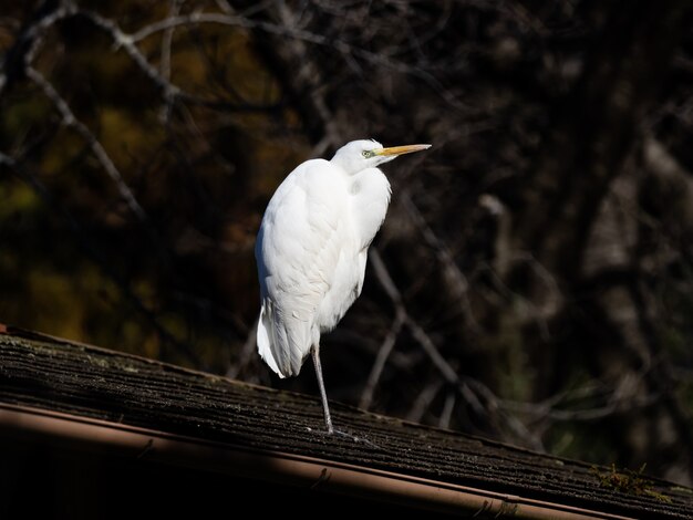 Selective focus shot of a beautiful Great egret