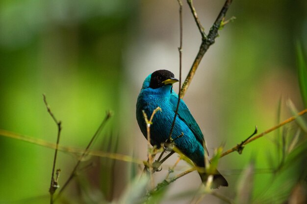 Selective focus shot of a beautiful green honeycreeper bird perched on a branch