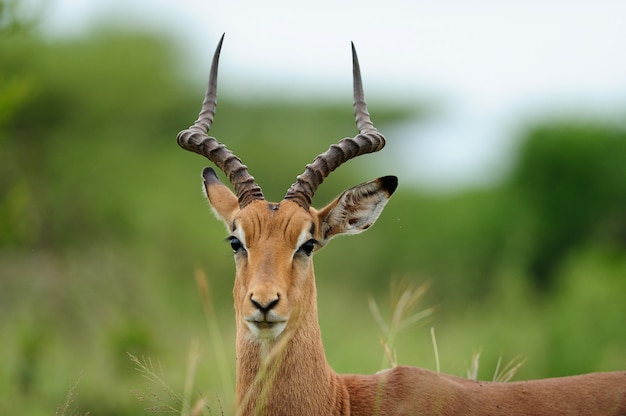Selective focus shot of a beautiful impala captured in the African jungles