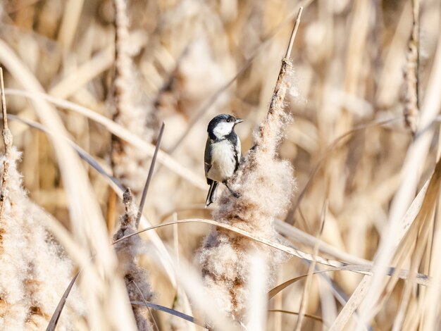 Selective focus shot of a beautiful Japanese tit