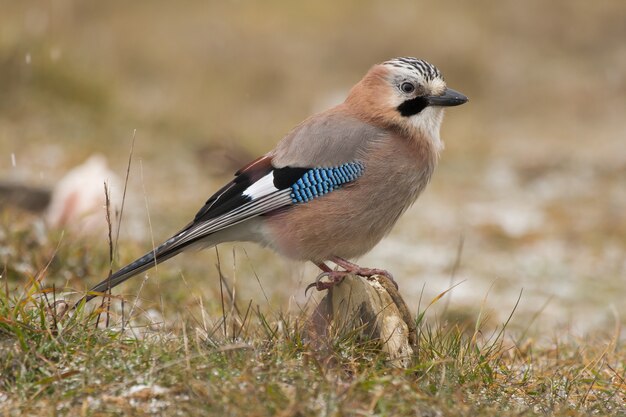Selective focus shot of a beautiful jay perched on a rock