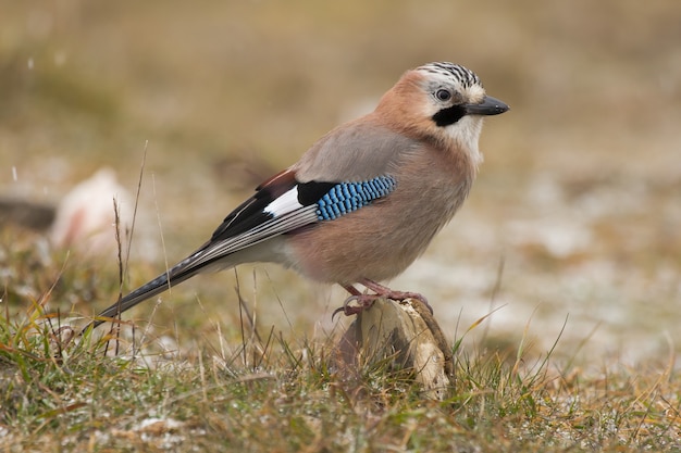 Selective focus shot of a beautiful jay perched on a rock