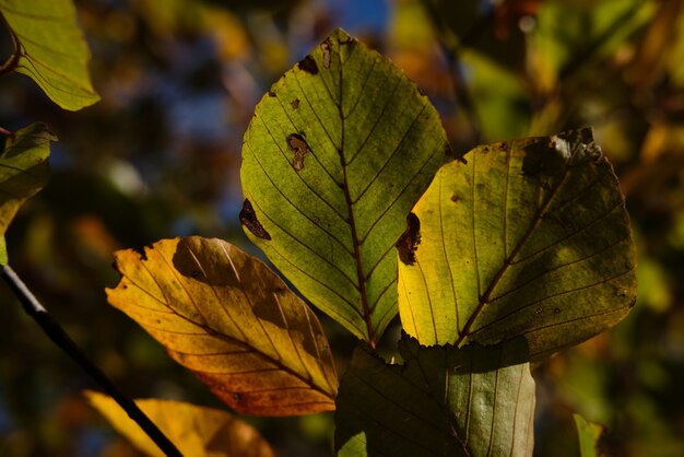 Selective focus shot of beautiful leaves on a branch