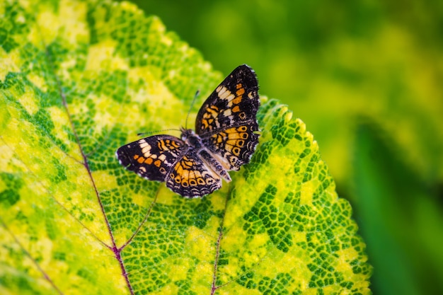 Foto gratuita colpo di fuoco selettivo di una bellissima farfalla di colore arancione su una foglia